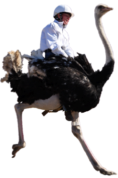 ostrich race